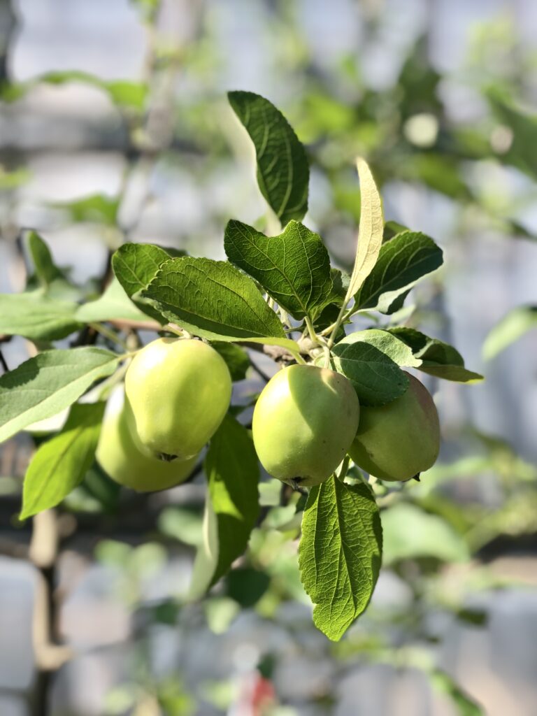 a bunch of green apples growing on a leafy green branch