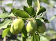 a bunch of green apples growing on a leafy green branch