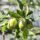 a bunch of green apples growing on a leafy green branch