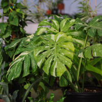 houseplants_200x200px