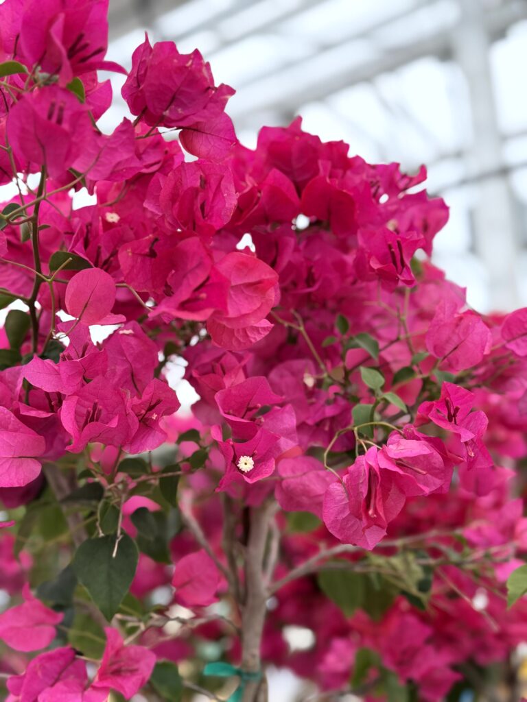 Bougainvillea Care